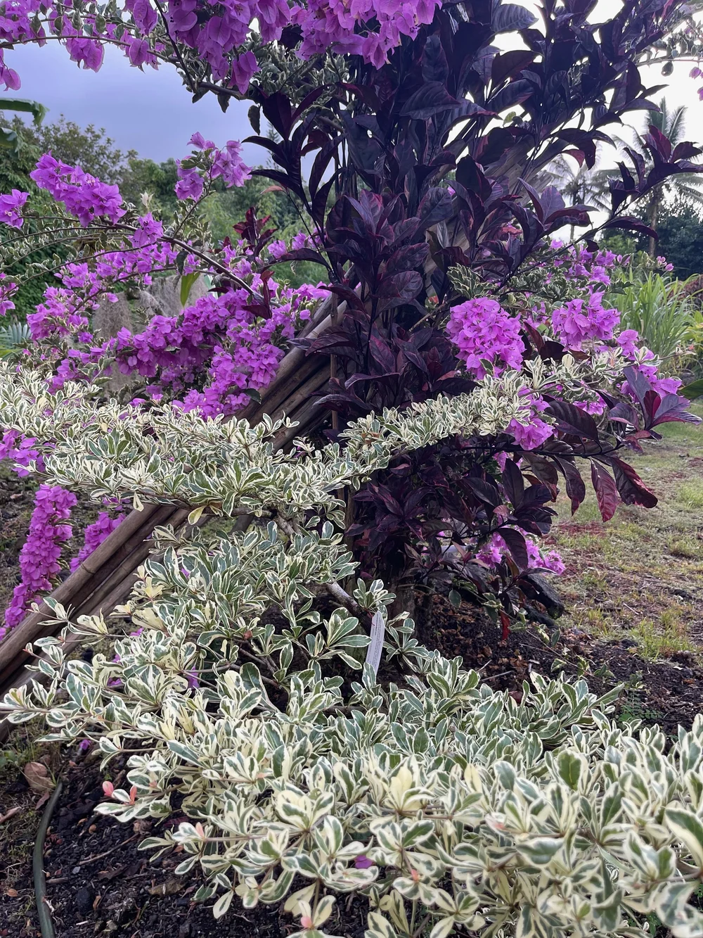 Bucida buceras variegata (Terminelia b. var) — Vintage Green Farms